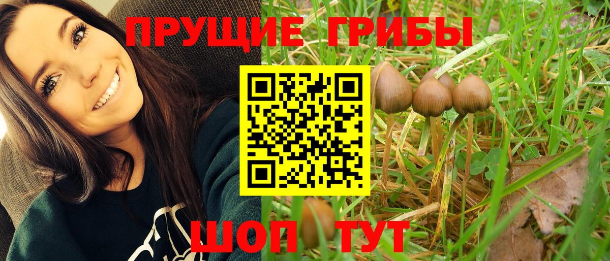 Морозовск  Псилоцибиновые грибы мицелий  Вход с VPN  Галлюциногенные грибы Psilocybe 